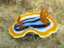 Chromodoris sp. 2