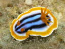 Chromodoris sp. 2