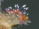 Flabellina exoptata