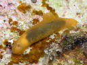 Gymnodoris inornata