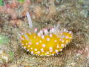 Cadlinella ornatissima