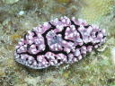 Phyllidiella granulatus