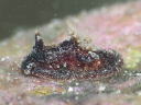 Goniodoris joubini