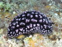 Phyllidiopsis fissuratus