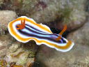 Chromodoris sp. 2