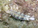 Plakobranchus ocellatus