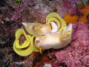 Hypselodoris bullocki