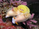 Hypselodoris bullocki