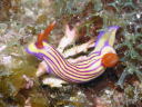 Hypselodoris whitei