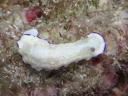 Goniobranchus rufomaculata