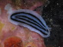 Phyllidiopsis striata