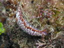 Hypselodoris maculosa