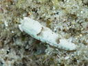 Dermatobranchus fasciatus