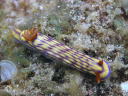 Hypselodoris whitei