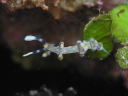 Flabellina riwo