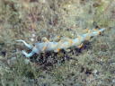 Flabellina bicolor