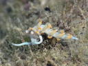 Flabellina bicolor