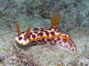 Hypselodoris purpureomaculosa