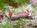 Hypselodoris whitei