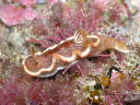 Glossodoris rufomarginata