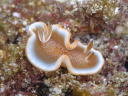 Glossodoris rufomarginata