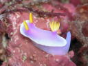 Hypselodoris apolegma