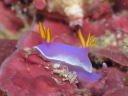 Hypselodoris apolegma