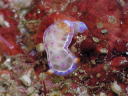 Hexabranchus sanguineus