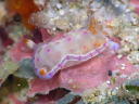 Hexabranchus sanguineus