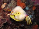 Hypselodoris bullocki