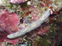 Dermatobranchus tuberuculatus