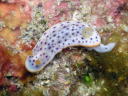 Chromodoris aspersa