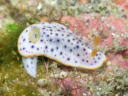 Chromodoris aspersa