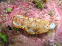 Hexabranchus sanguineus