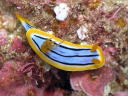 Chromodoris elisabethina