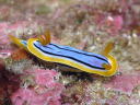 Chromodoris elisabethina