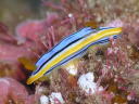 Chromodoris elisabethina