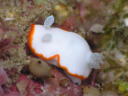 Goniobranchus albonares