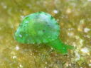 Tamanovalva limax