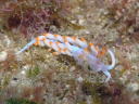 Flabellina macassarana