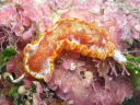 Hexabranchus sanguineus