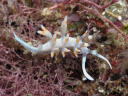 Flabellina bicolor