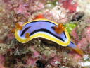 Chromodoris elisabethina