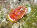 Goniobranchus sp. 1