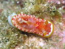 Goniobranchus sp. 1