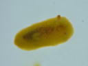 Doriopsis granulosa