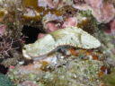 Dermatobranchus fasciatus