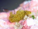 Polycera risbeci