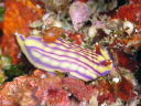 Hypselodoris whitei