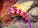 Flabellina rubrolineata